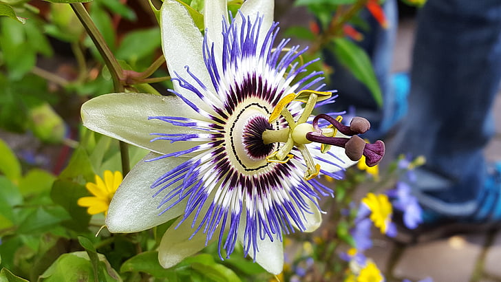 Passiflora, žydėti, violetinė, gėlė, mėlyna, sodas