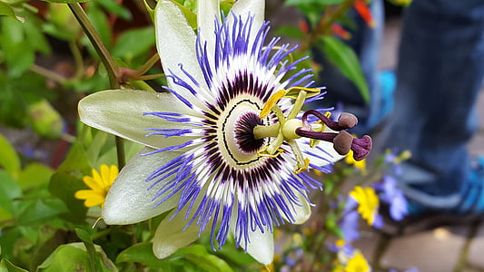Passiflora, Bloom, violetti, kukka, sininen, Puutarha