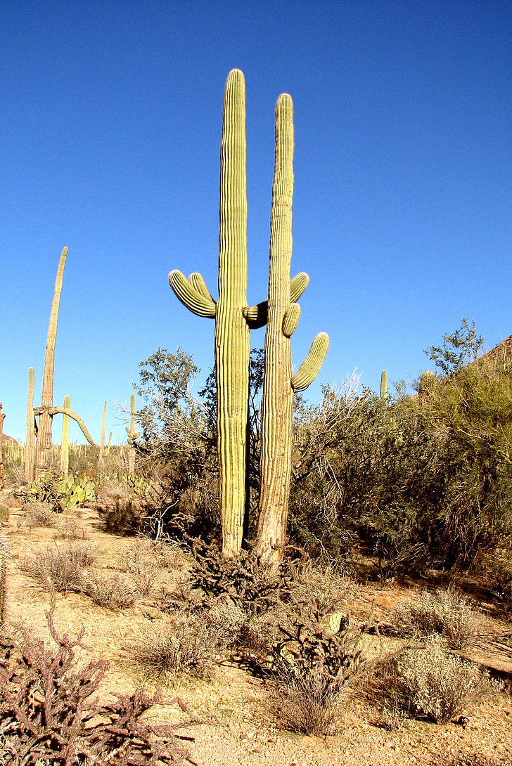 cactus, arizona, forest, nature, green, plant, desert