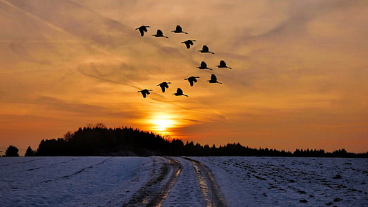 posta de sol, l'hivern, neu, fred, ocells, estat d'ànim d'hivern, hivernal