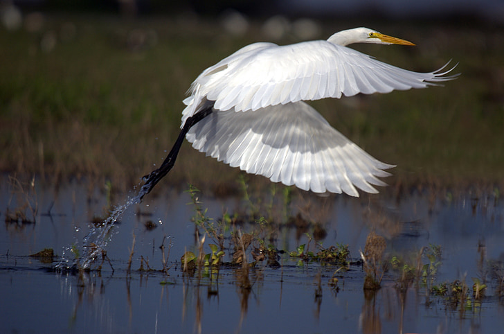 didysis baltasis garnys, skrydžio, Ardea alba, garnių, paukščiai, Llanos, Venesuela