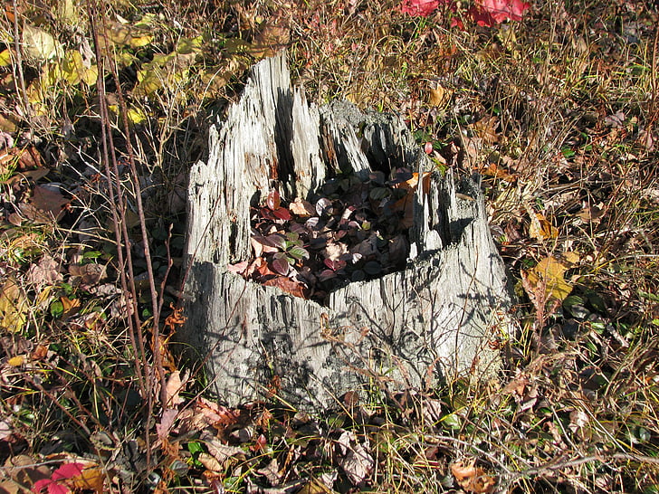 tocón, hojas de otoño, Lago de la roca del ciervo, Ontario, Canadá