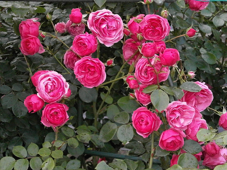 Róża, miniaturowe róże, różowy kwiat, ogród różany
