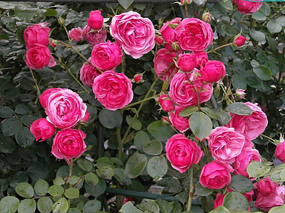 růže, Miniaturní růže, růžový květ, růžová zahrada