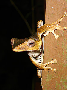 frosk, jungelen, dyreliv, Malaysia, Borneo, regnskogen, natur