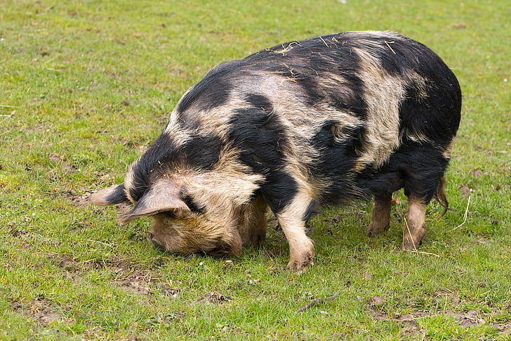 pig, large, eating, grass, animal, farm, big