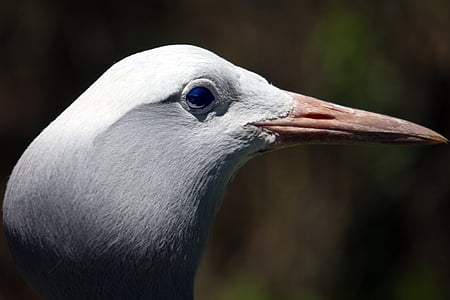 Blue crane, cần cẩu, động vật hoang dã, Quốc gia, con chim, Nam Phi, chân dung