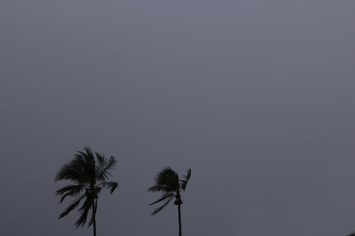 kokosrieksts, koks, lietus, laiks, tumša, debesis, augu