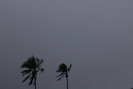 kokos, drvo, kišovito, vrijeme, tamno, nebo, biljka