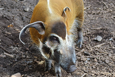 red river hog, potamochoerus porcus, bush pig, wild pig, africa, long ears, close-up