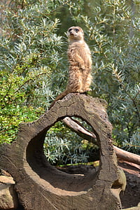 Meerkat, Suricata suricatta, mamífero, animal, jardim zoológico, guarda, relógio