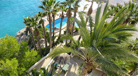 Palma, piscina, árboles de Palma, vacaciones, verano, lujo, Hotel