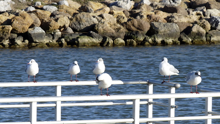 birds, sea, seagull, black-headed gull, brittany, silver gull, nature