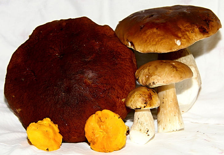 mushrooms, fungus, toadstool, edible, fungi, food, organic