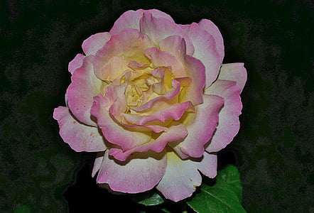 roser, Pink, familie, Rosenfamilien, flora, plante, bud