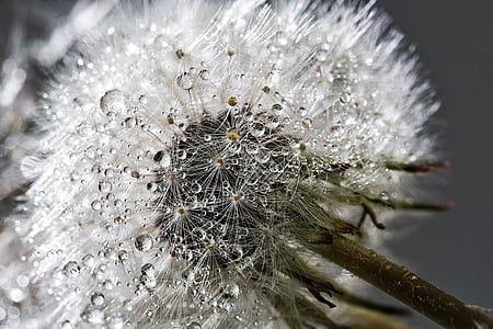 dandelion, flower, plant, wet, water, drops