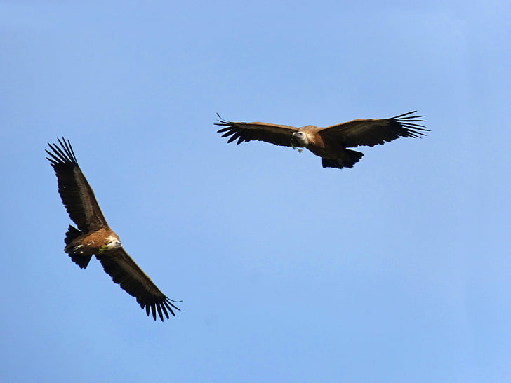 vulturi, zbura, face cuib, ramurile de pin, Priorat, Montsant, zbor