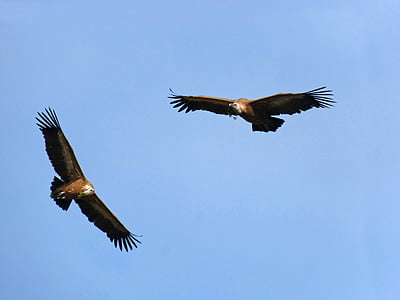 avvoltoi, volare, fanno il nido, rami di pino, Priorat, Montsant, di volo