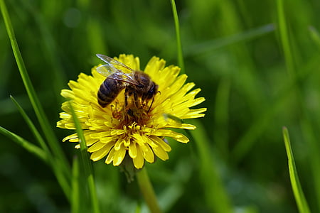 Bee, blomst, Løvetann, Sonchus oleraceus, gul, pollinering, honning