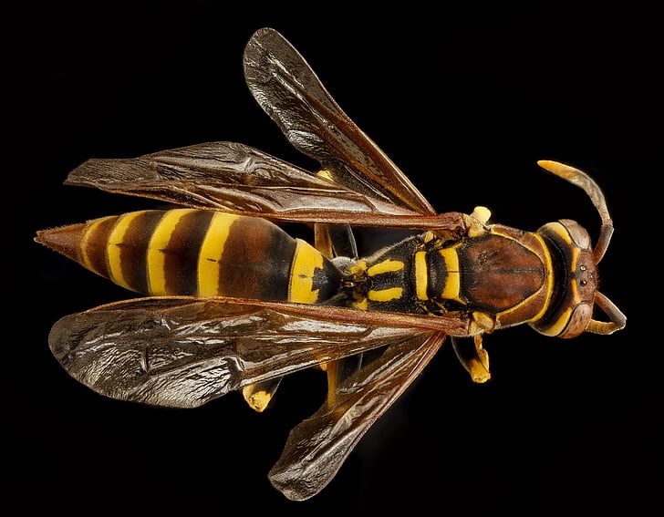 european paper wasp, macro, mounted, close up, polistes dominulus, wings, insect