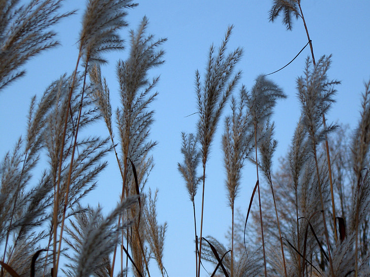 erba, cielo, natura, blu