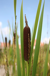 naturaleza, Reed, planta del pantano
