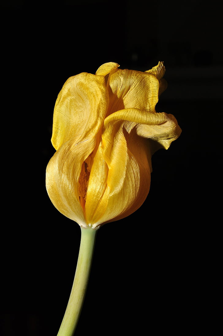 closeup, photo, petaled, Flower, Tulip, Yellow, Overblown