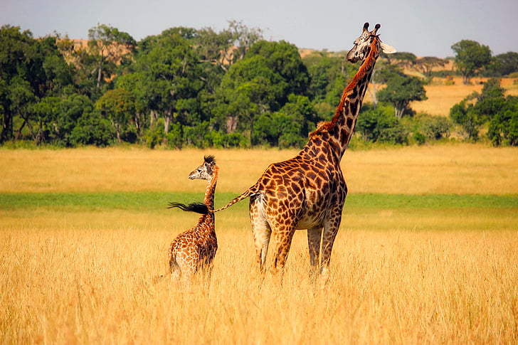 girafe, animaux, faune, l’Afrique, bébé, mère, mignon