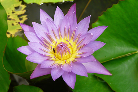 flower, purple, yellow, aquatic plant, teichplanze, nature, plant