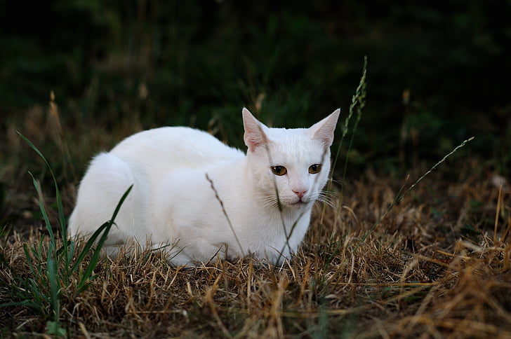 solid white cat, pet animals, sorry about that, sat, outdoor