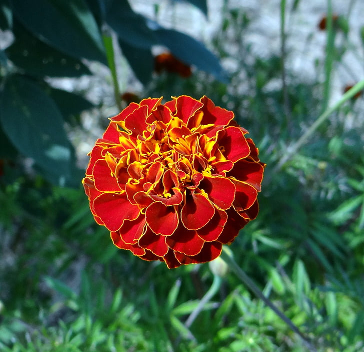 kvet, francúzsky marigold, kalghatgi, Dharwad, India, Kvetinová, rastlín