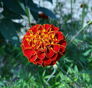 gėlė, prancūzų marigold, kalghatgi, dharwad, Indija, gėlių, augalų
