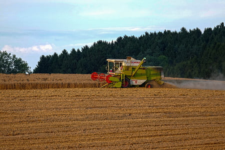 campo de maíz, máquina segadora, cosecha de grano, agricultura, cosecha, grano, arable
