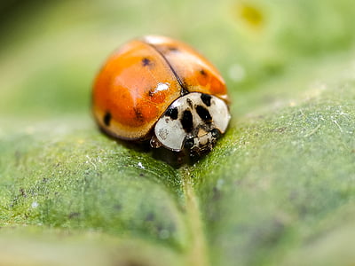 Ladybug, bille, insekt, natur, dyr