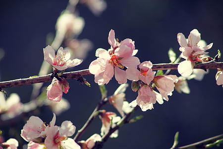 spring, bloom, branch, garden, flowers, nature, pink