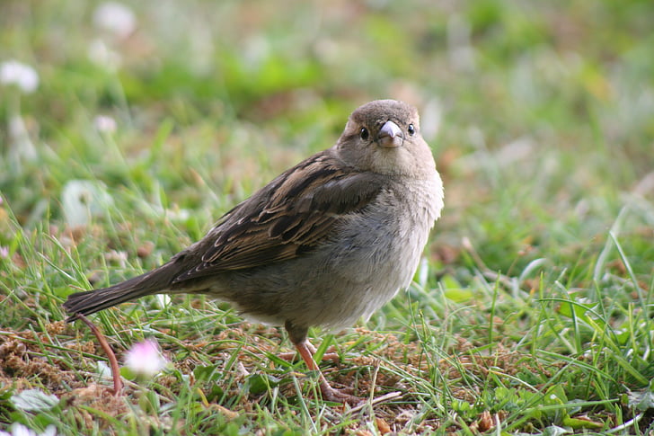 Sparrow, động vật, con chim, cỏ