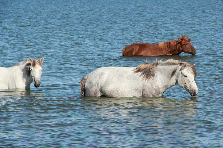 konji, jezero, plavanje, Mongolija