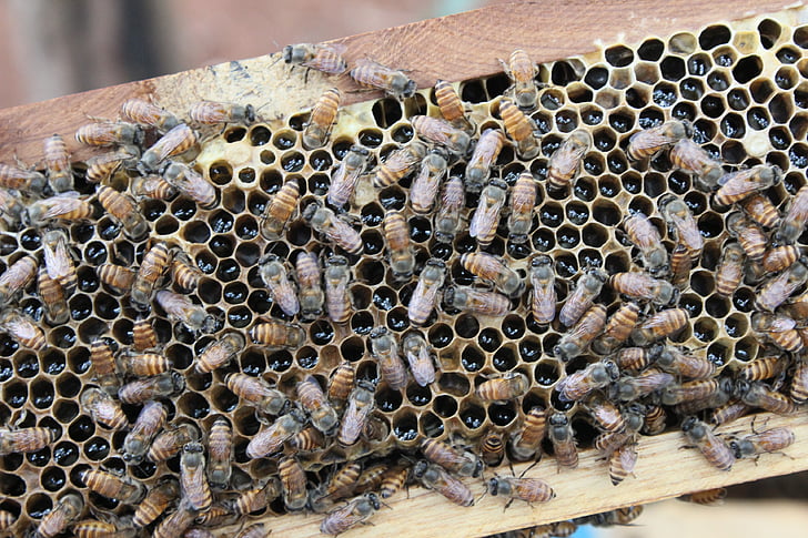 Bee, honning, Indien, bikube