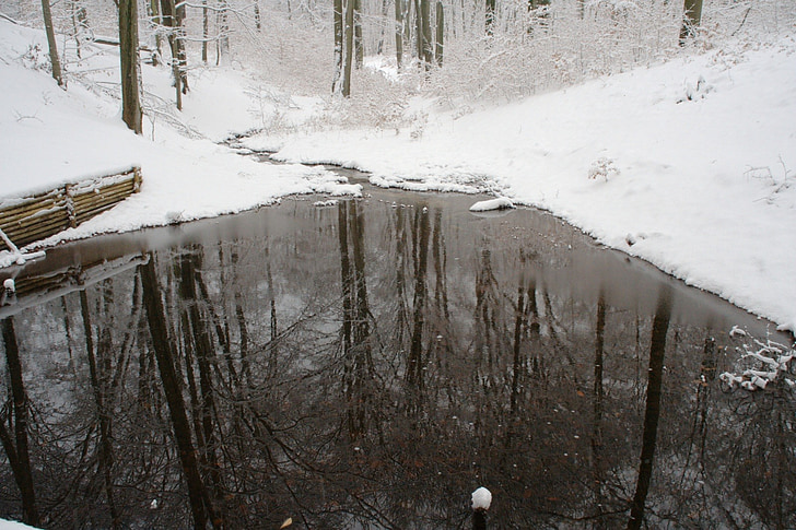 pond, lake, winter, forest, nature, mirroring, snow