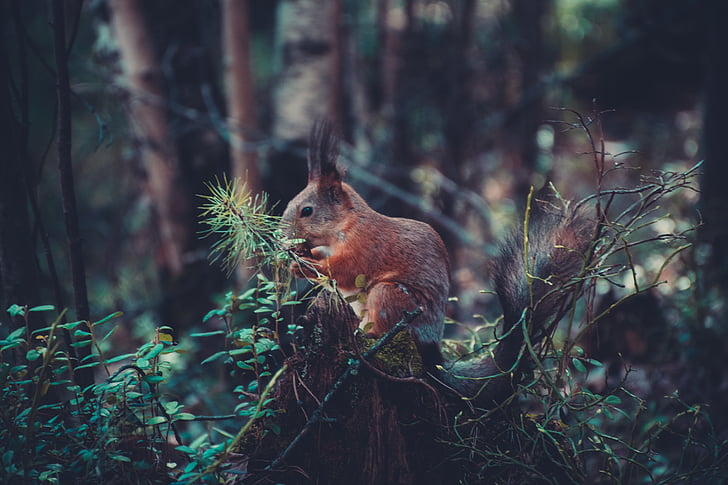 hnědá, squirel, větev, zvíře, zvířata, Les, Příroda