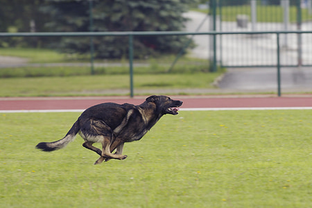 german shepherd, dog, running, competitions