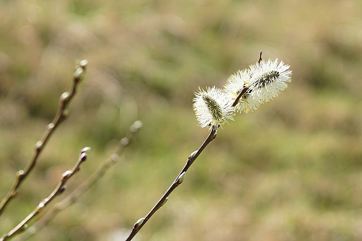 kitten, pussy willow, spring, nature, bud, plant, blossomed