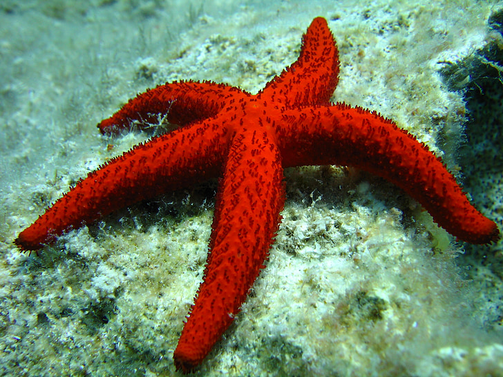 starfish, diving, greece, rhodes, underwater, sea