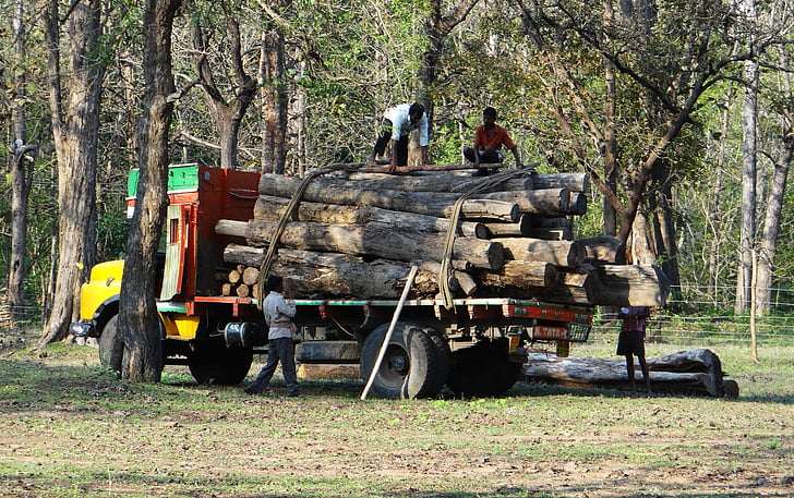 madeira, camião, caminhão, transportes, logs, depósito, floresta
