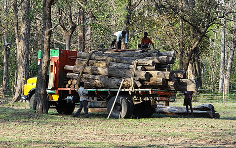 drewno, samochód ciężarowy, samochód ciężarowy, transportu, Dzienniki, Depot, lasu