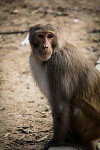 маймуна, поза, фотография