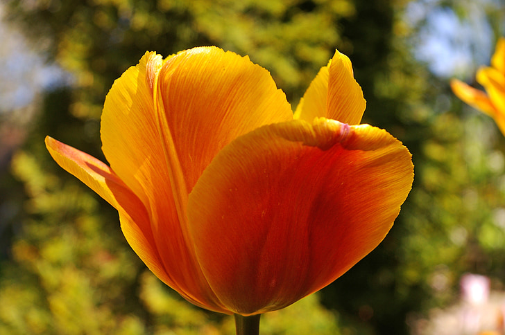tulips, yellow tumor, orange tulip, spring, blossom, bloom, flower