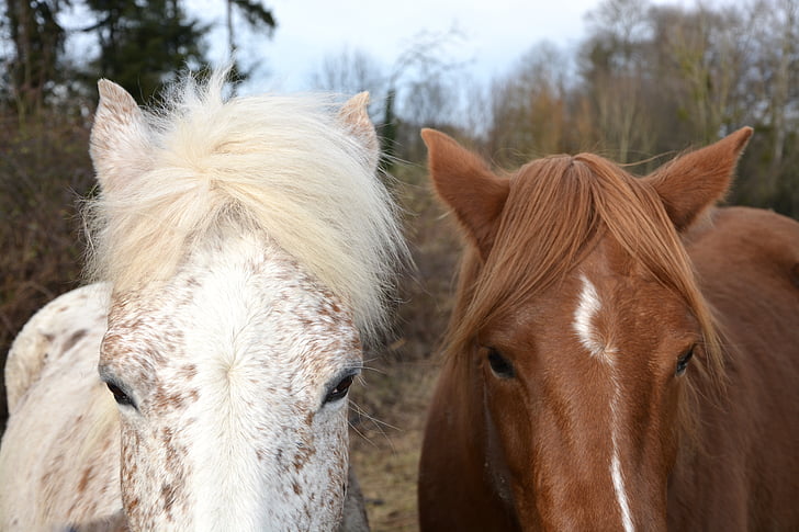 horse, horses, equines, horseback riding, white, brown, nature