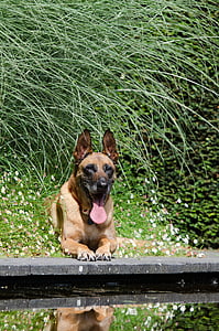 malinois, water garden, garden, summer, belgian shepherd dog, schäfer dog, animal