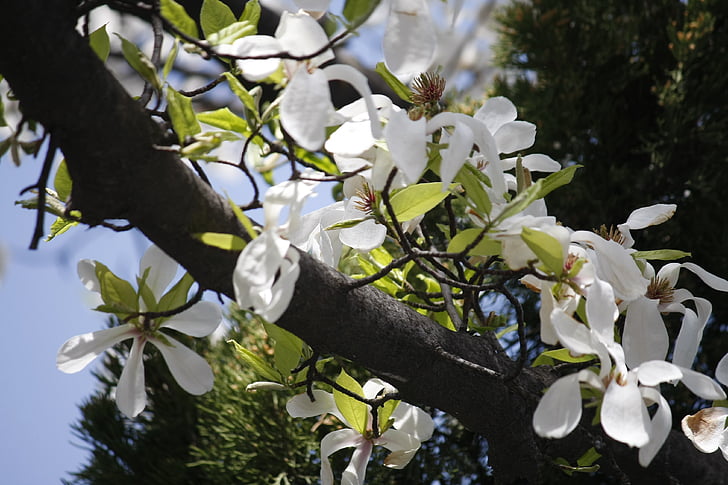 flowers, spring flowers, plants, magnolia flower